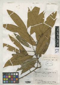 Aniba cylindriflora image