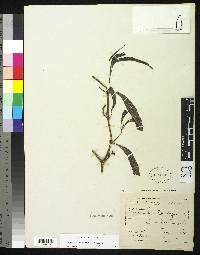 Phoradendron tonduzii image