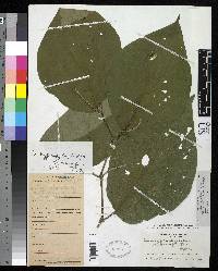 Piper cyphophyllopse image