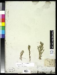 Image of Selaginella flexuosa