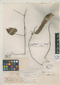 Canavalia grandiflora image