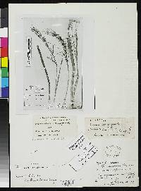 Axonopus scoparius image