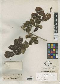 Trichilia stellatotomentosa image