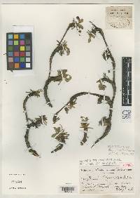 Polylepis triacontandra image