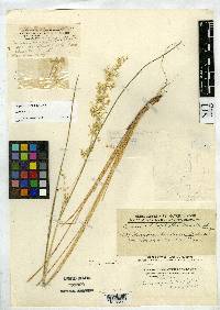Image of Deyeuxia leiophylla