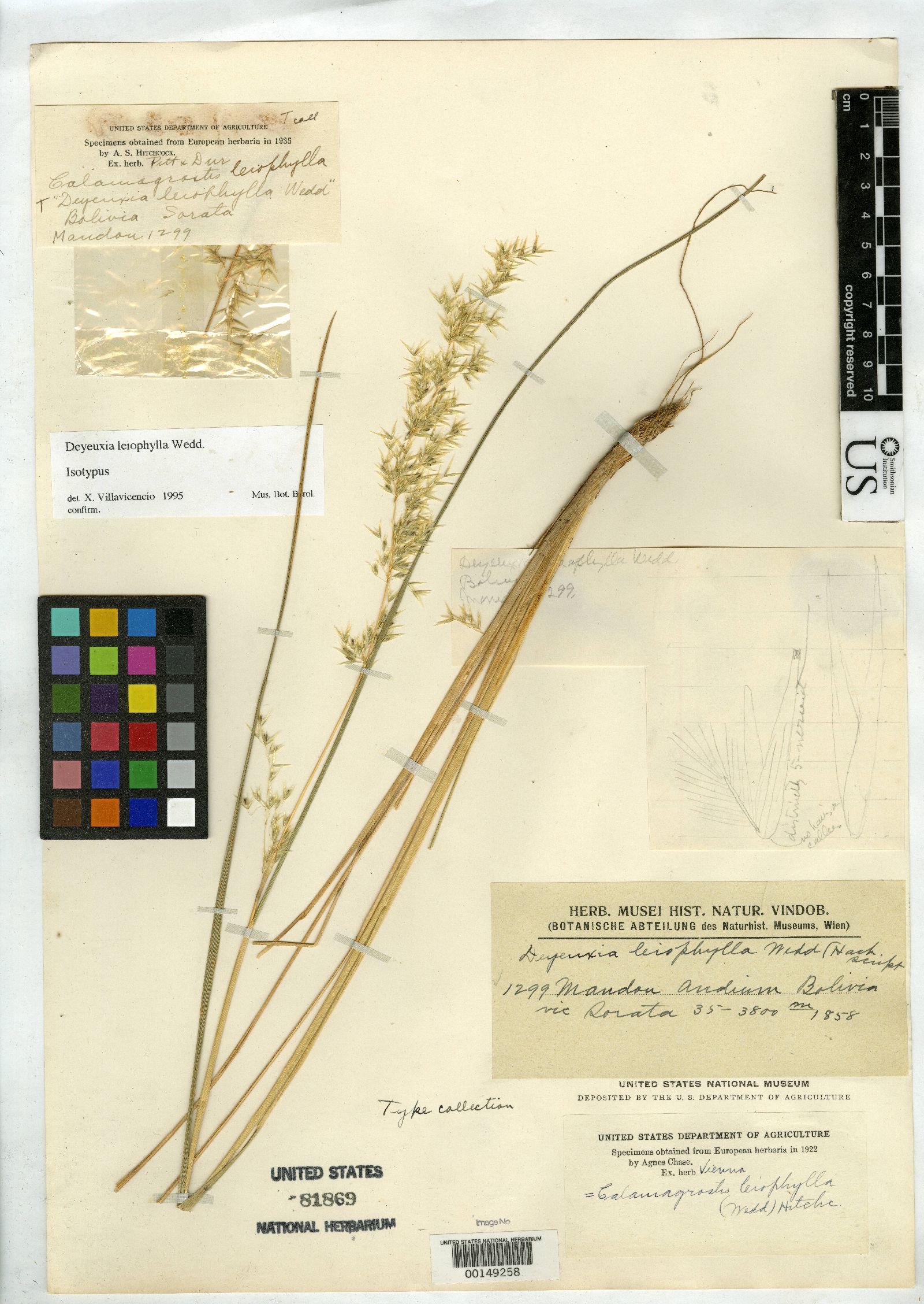 Deyeuxia leiophylla image