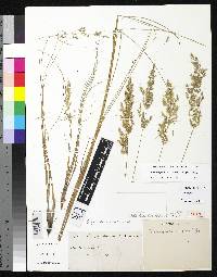 Deyeuxia filifolia image