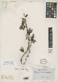 Polylepis sericea image