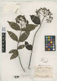 Viburnum tinoides image