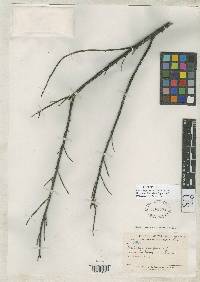 Castilleja fissifolia image