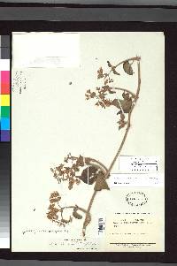 Image of Cacalia cordifolia