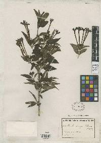 Heterophyllaea fiebrigii image