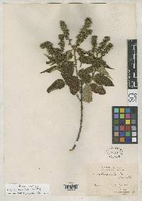 Croton decalobus image