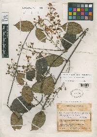Image of Banisteriopsis padifolia