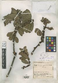 Image of Myrsine latifolia