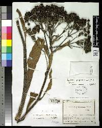 Espeletiopsis purpurascens image