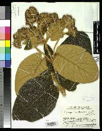 Gynoxys tomentosissima image