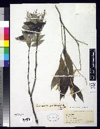 Licania salicifolia image