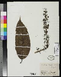 Image of Schefflera violacea