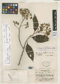 Critoniopsis killipii image