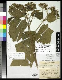 Montanoa ovalifolia image
