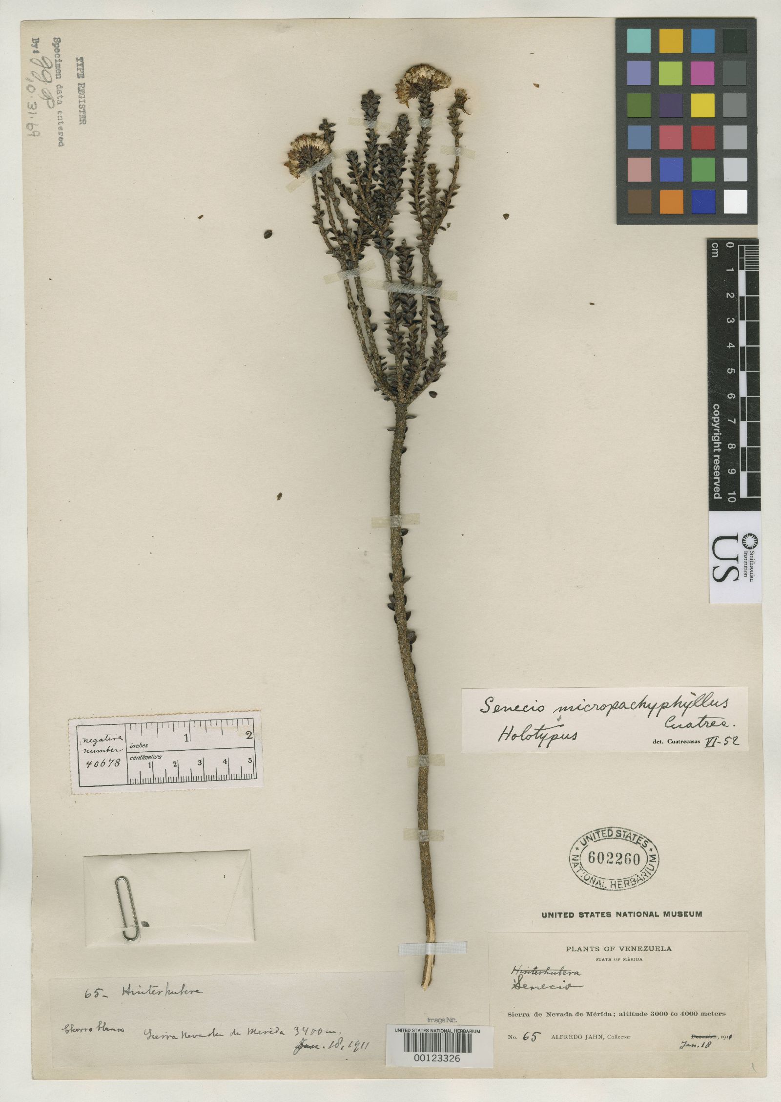 Monticalia micropachyphylla image
