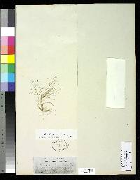Image of Eragrostis pilosa