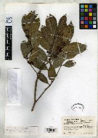 Image of Mitranthes pedicellata