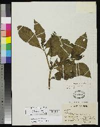 Fuchsia abrupta image