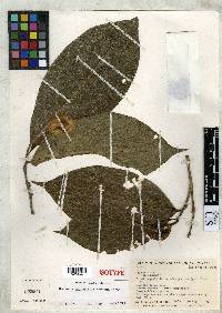 Image of Brunfelsia macrocarpa