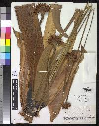 Stegolepis squarrosa image