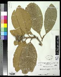 Stenopadus cucullatus image
