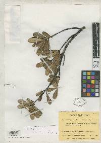 Image of Tepuianthus colombianus