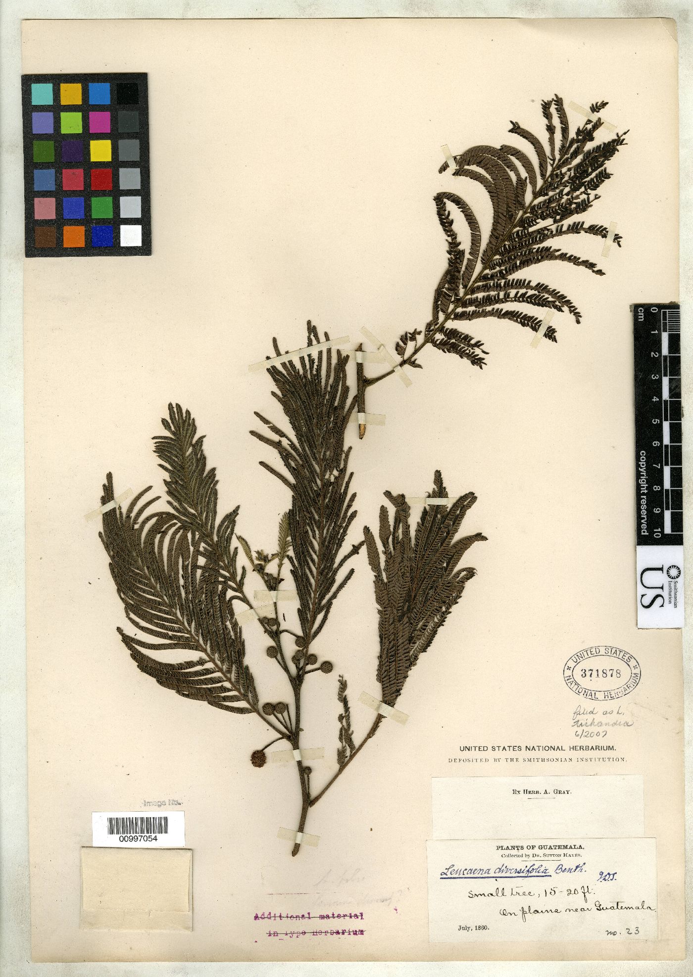 Leucaena guatemalensis image