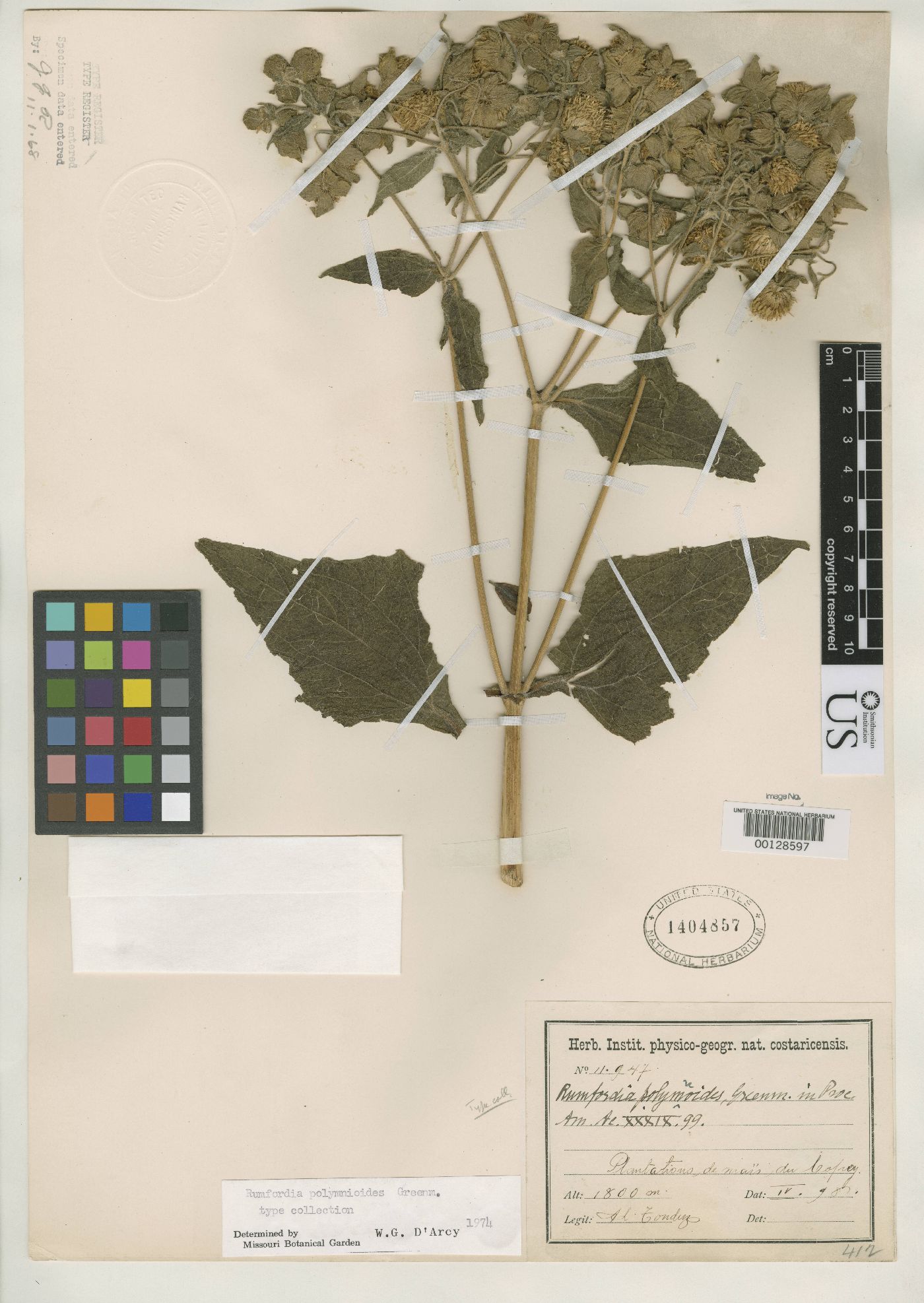 Rumfordia guatemalensis image