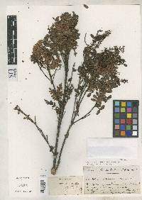 Image of Weinmannia laxiflora