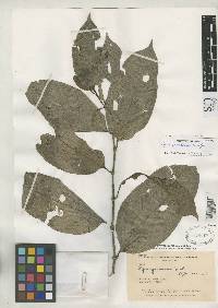 Piper pseudoarboreum image