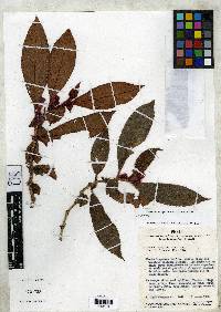 Drymonia anisophylla image