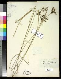 Image of Fimbristylis spadicea