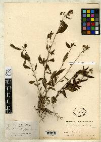 Tibouchina stenophylla image