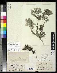 Lecocarpus leptolobus image