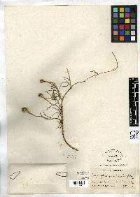 Oxycarpha suaedifolia image