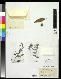Image of Oyedaea reticulata