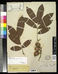 Connarus megacarpus image