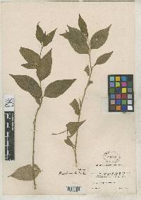 Image of Asemeia acuminata