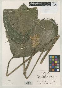 Image of Calathea plicata