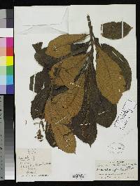 Saurauia chiliantha image