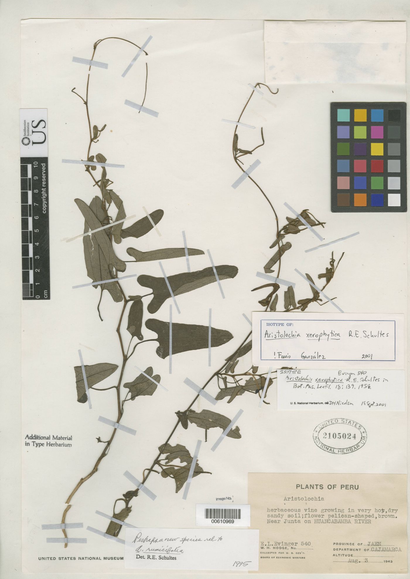 Aristolochia xerophytica image