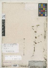 Image of Drymaria rotundifolia