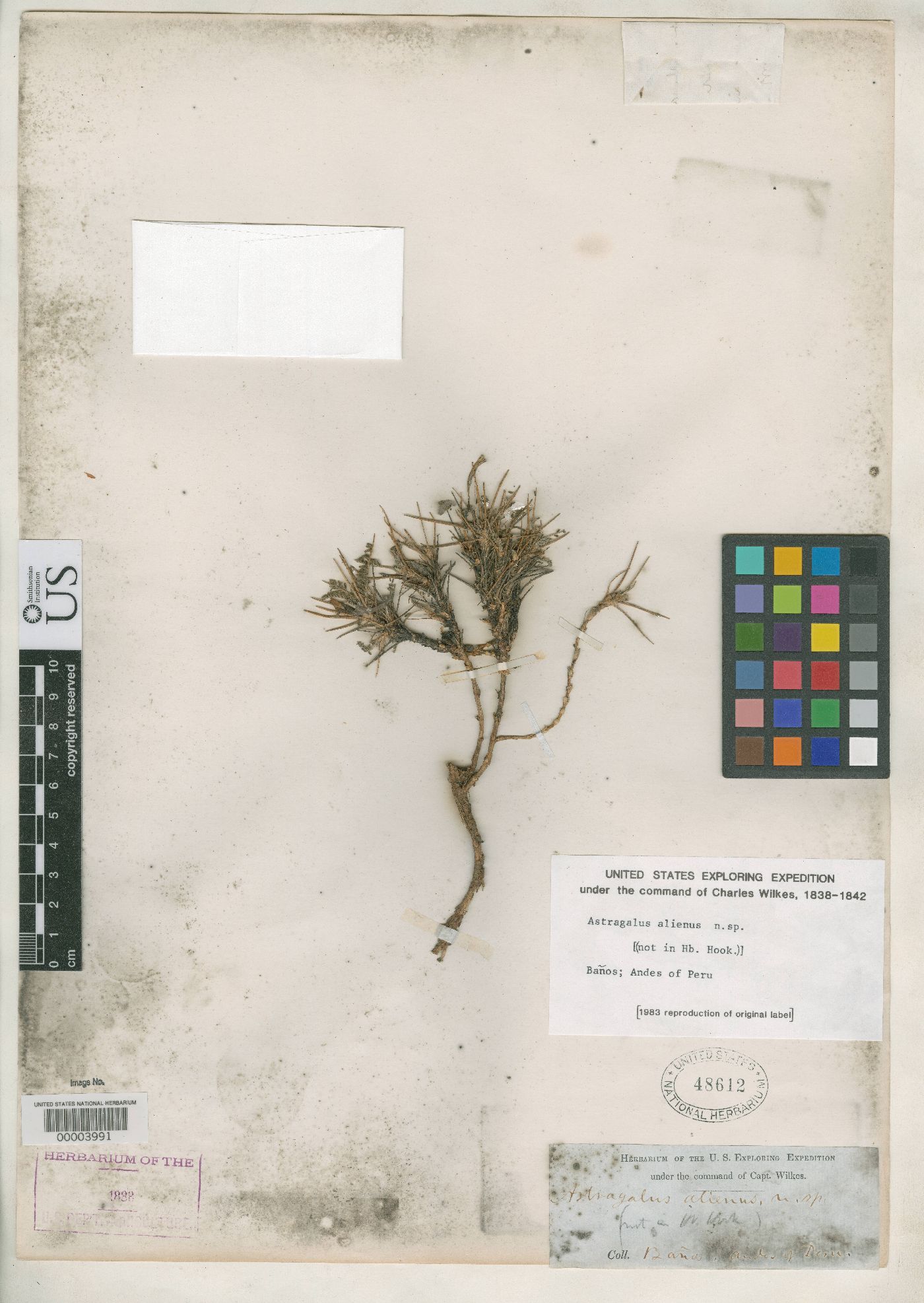 Astragalus alienus image